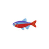 Cardinal Tetra - Cardinal Tetra OSFM