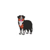 Australian Shepherd - Australian Shepherd OSFM